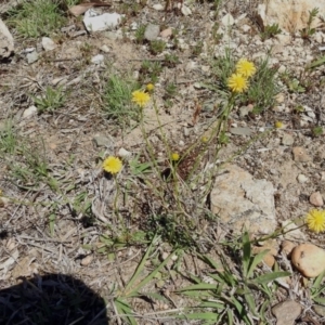 Calotis lappulacea at Tennent, ACT - 22 Oct 2018 01:04 PM