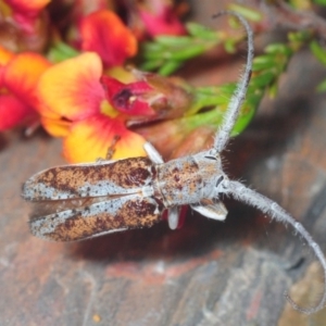 Rhytiphora lateralis at Bruce, ACT - 22 Oct 2018 07:10 PM