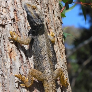 Pogona barbata at Hackett, ACT - suppressed