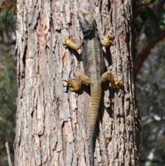 Pogona barbata at Hackett, ACT - suppressed