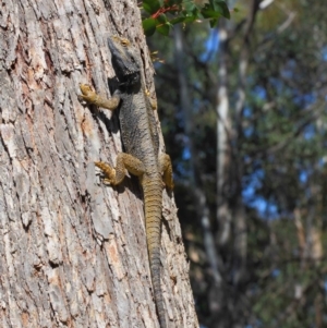 Pogona barbata at Hackett, ACT - suppressed