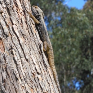 Pogona barbata at Hackett, ACT - suppressed