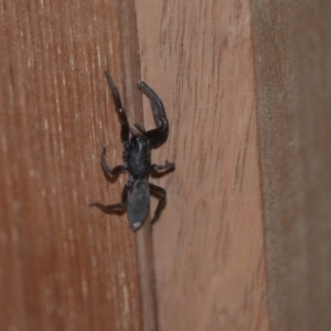 Lampona cylindrata at Wamboin, NSW - 6 Sep 2018 11:16 AM