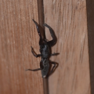 Lampona cylindrata at Wamboin, NSW - 6 Sep 2018 11:16 AM