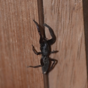 Lampona cylindrata at Wamboin, NSW - 6 Sep 2018 11:16 AM