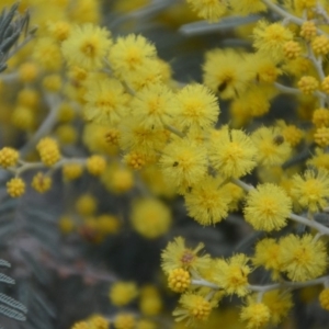 Acacia dealbata at Wamboin, NSW - 30 Sep 2018 01:22 PM