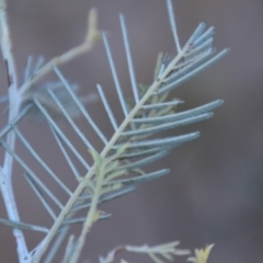 Acacia dealbata at Wamboin, NSW - 30 Sep 2018 01:22 PM