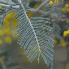 Acacia dealbata at Wamboin, NSW - 30 Sep 2018 01:22 PM