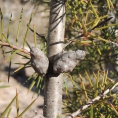 Hakea decurrens subsp. decurrens at Tralee, NSW - 7 Oct 2018