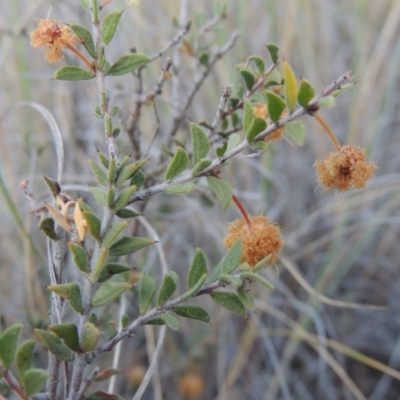 Acacia gunnii (Ploughshare Wattle) at Tralee, NSW - 7 Oct 2018 by michaelb