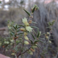 Melichrus urceolatus (Urn Heath) at Tralee, ACT - 7 Oct 2018 by michaelb