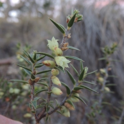 Melichrus urceolatus (Urn Heath) at Tralee, ACT - 7 Oct 2018 by michaelb