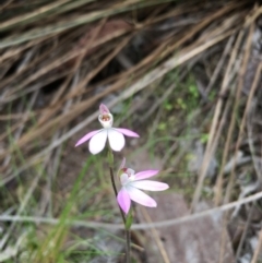 Caladenia carnea (Pink Fingers) - 1 Jan 1900 by mcleana