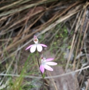 Caladenia carnea at Stromlo, ACT - 9 Oct 2018