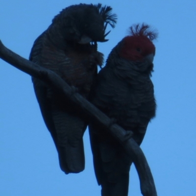 Callocephalon fimbriatum (Gang-gang Cockatoo) at Yaouk, NSW - 22 Sep 2018 by RobParnell