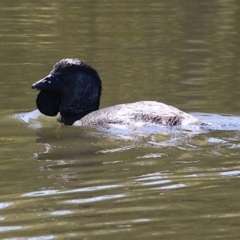 Biziura lobata (Musk Duck) at Paddys River, ACT - 13 Sep 2018 by leithallb