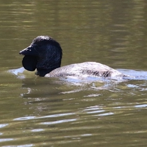 Biziura lobata at Paddys River, ACT - 13 Sep 2018