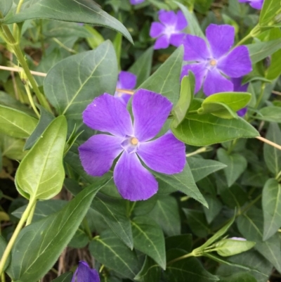 Vinca major (Blue Periwinkle) at O'Connor, ACT - 21 Oct 2018 by RWPurdie