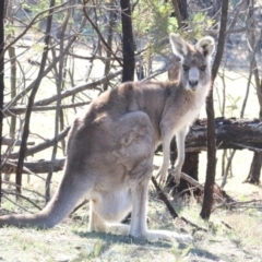 Macropus giganteus (Eastern Grey Kangaroo) at Amaroo, ACT - 14 Sep 2018 by leithallb