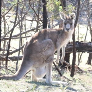 Macropus giganteus at Amaroo, ACT - 14 Sep 2018