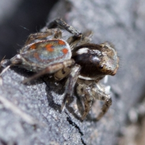 Maratus pavonis at Cotter River, ACT - 23 Oct 2018