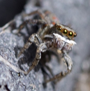 Maratus pavonis at Cotter River, ACT - 23 Oct 2018