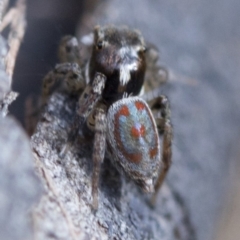 Maratus pavonis at Cotter River, ACT - 23 Oct 2018