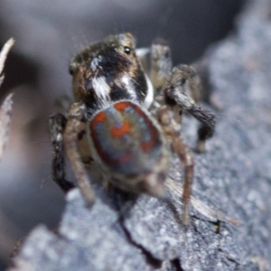 Maratus pavonis at Cotter River, ACT - 23 Oct 2018