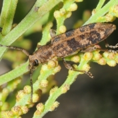 Pempsamacra dispersa (Longhorn beetle) at Cotter River, ACT - 22 Oct 2018 by Harrisi