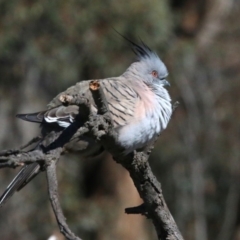 Ocyphaps lophotes (Crested Pigeon) at Amaroo, ACT - 13 Sep 2018 by leithallb