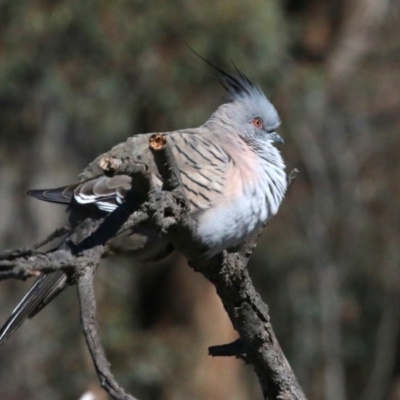 Ocyphaps lophotes (Crested Pigeon) at Amaroo, ACT - 14 Sep 2018 by leithallb