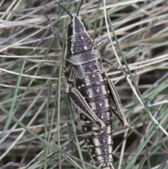 Monistria concinna at Cotter River, ACT - 23 Oct 2018