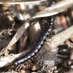 Paradoxosomatidae sp. (family) (Millipede) at Bimberi Nature Reserve - 22 Oct 2018 by Judith Roach