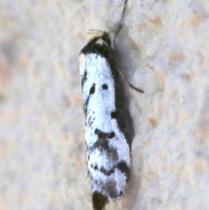 Philobota lysizona at Ainslie, ACT - 21 Oct 2018 02:05 PM