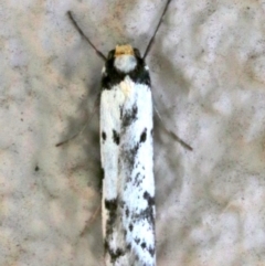 Philobota lysizona at Ainslie, ACT - 21 Oct 2018 02:05 PM