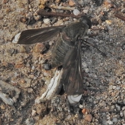 Comptosia stria (A bee fly) at Isaacs, ACT - 23 Oct 2018 by JohnBundock