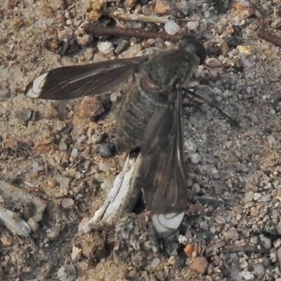 Comptosia stria (A bee fly) at Isaacs, ACT - 22 Oct 2018 by JohnBundock