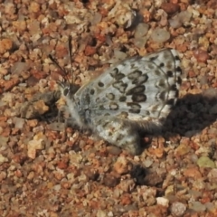 Lucia limbaria (Chequered Copper) at Isaacs, ACT - 22 Oct 2018 by JohnBundock