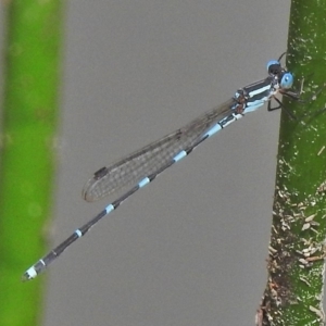 Austrolestes leda at O'Malley, ACT - 23 Oct 2018 09:55 AM