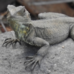 Intellagama lesueurii howittii (Gippsland Water Dragon) at Molonglo River Reserve - 23 Oct 2018 by JohnBundock