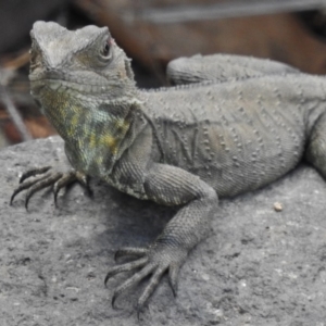 Intellagama lesueurii howittii at Molonglo River Reserve - 23 Oct 2018