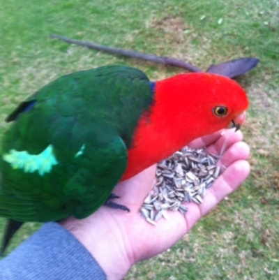 Alisterus scapularis (Australian King-Parrot) at Undefined - 13 Aug 2017 by ChrisAtlasLife35