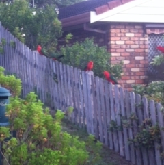 Alisterus scapularis (Australian King-Parrot) at Undefined - 9 May 2016 by ChrisAtlasLife35