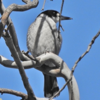 Cracticus torquatus (Grey Butcherbird) at O'Malley, ACT - 23 Oct 2018 by JohnBundock