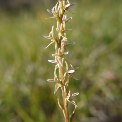 Paraprasophyllum petilum (Tarengo Leek Orchid) at Hall, ACT by ClubFED