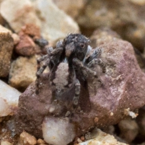 Euophryinae sp.(Undescribed) (subfamily) at Coree, ACT - 24 Oct 2018