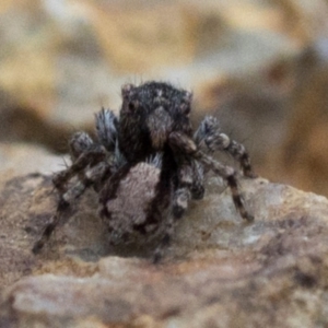 Euophryinae sp.(Undescribed) (subfamily) at Coree, ACT - 24 Oct 2018