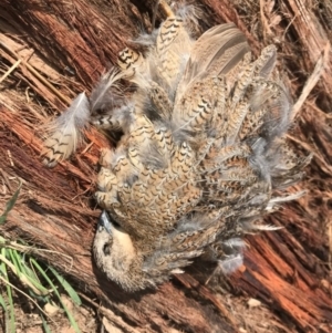 Synoicus ypsilophorus at Molonglo River Reserve - 24 Oct 2018 11:06 AM