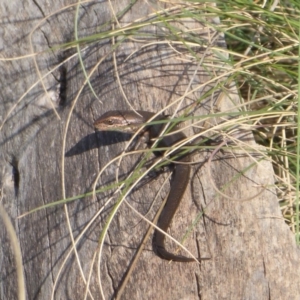 Pseudemoia entrecasteauxii at Cotter River, ACT - 23 Oct 2018