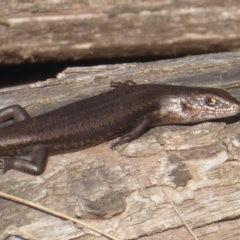 Pseudemoia entrecasteauxii at Cotter River, ACT - 23 Oct 2018